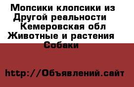 Мопсики-клопсики из “Другой реальности“ - Кемеровская обл. Животные и растения » Собаки   